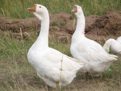 Миграция белых гусей